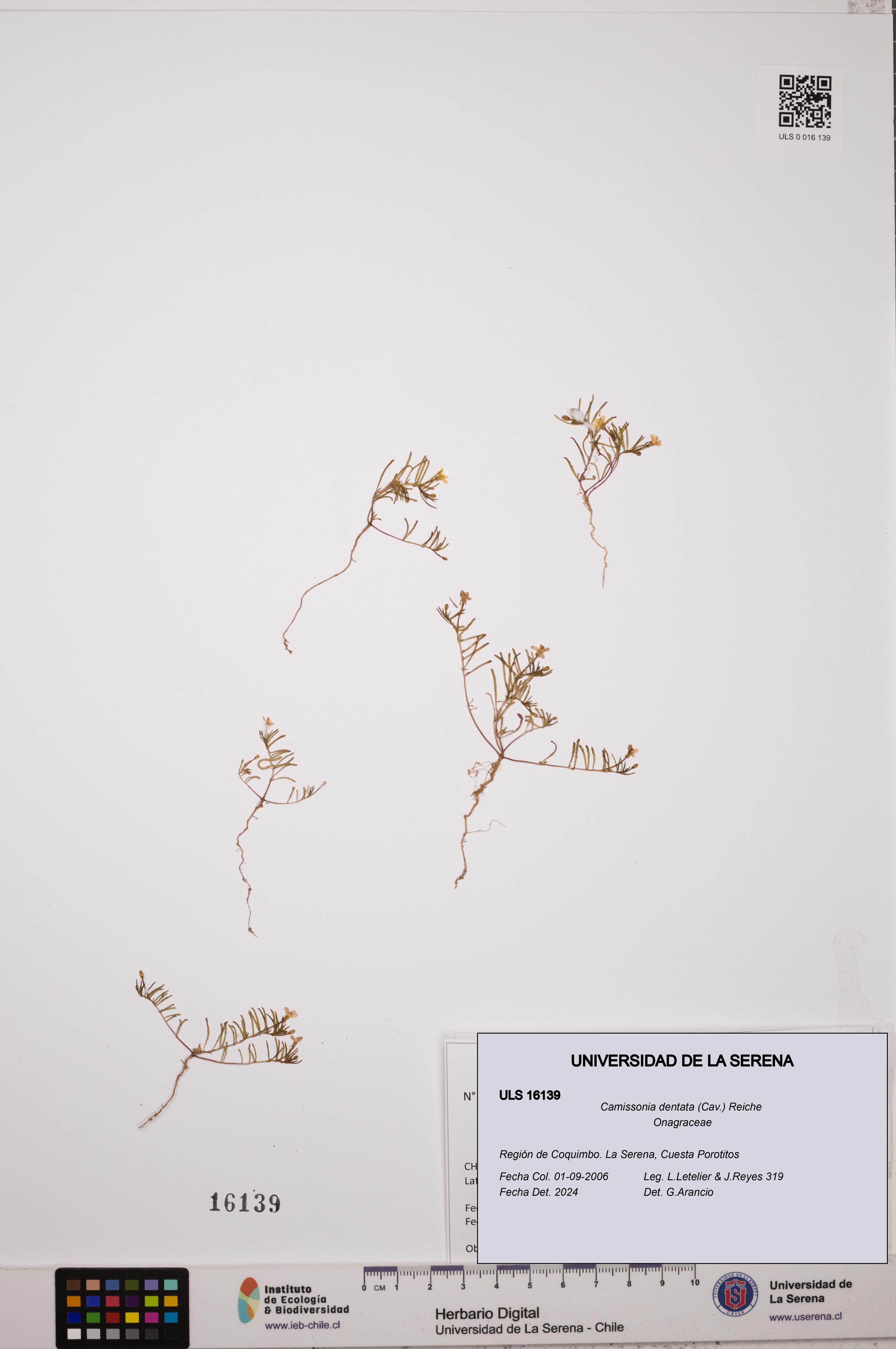 Camissonia dentata [Espécimen: ULS:ULS:0016139]
