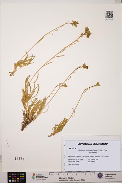 Montiopsis umbellata [Espécimen: ULS:ULS:0016178]