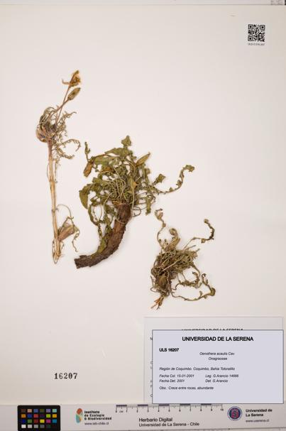 Oenothera acaulis [Espécimen: ULS:ULS:0016207]