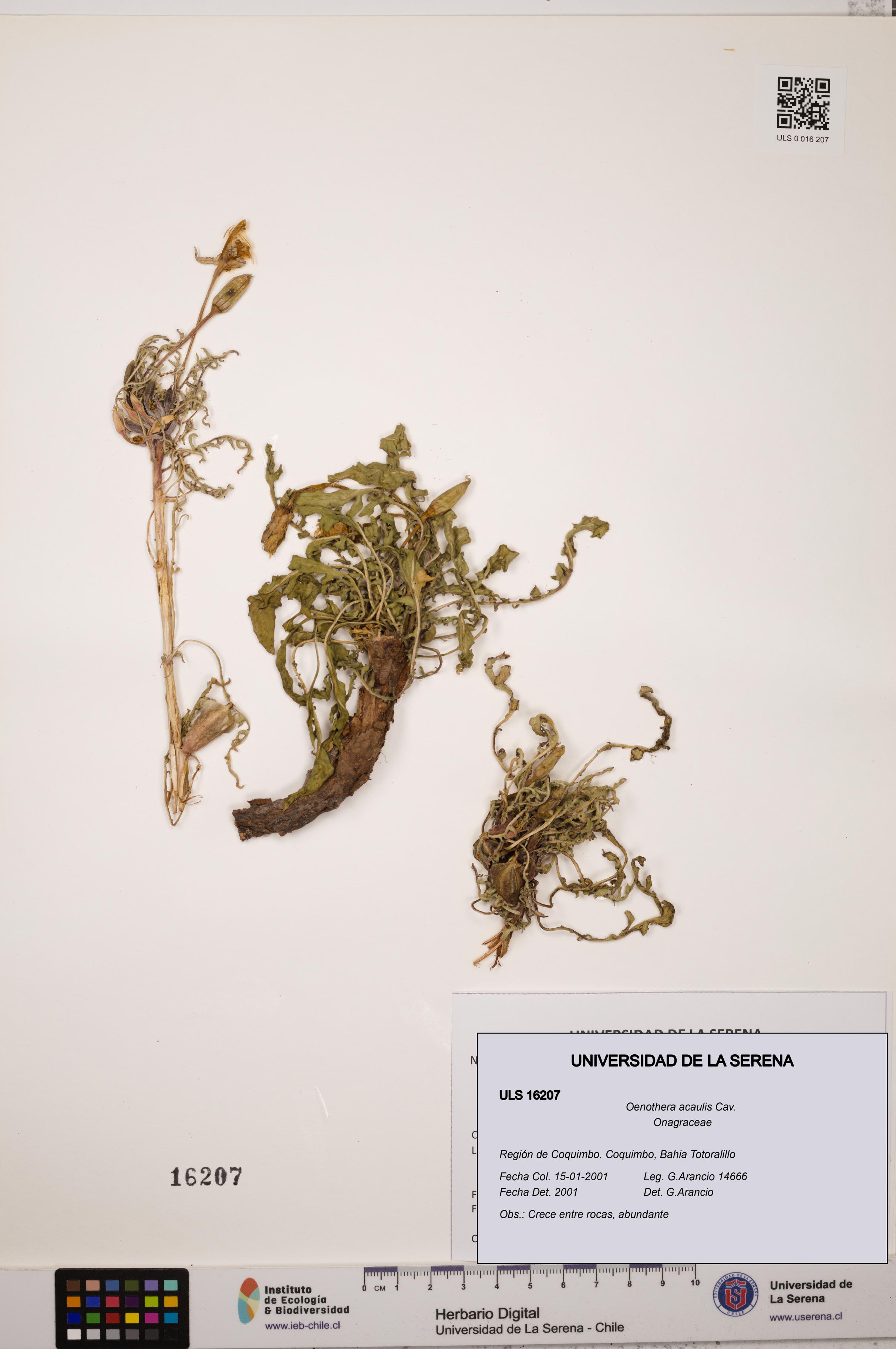 Oenothera acaulis [Espécimen: ULS:ULS:0016207]