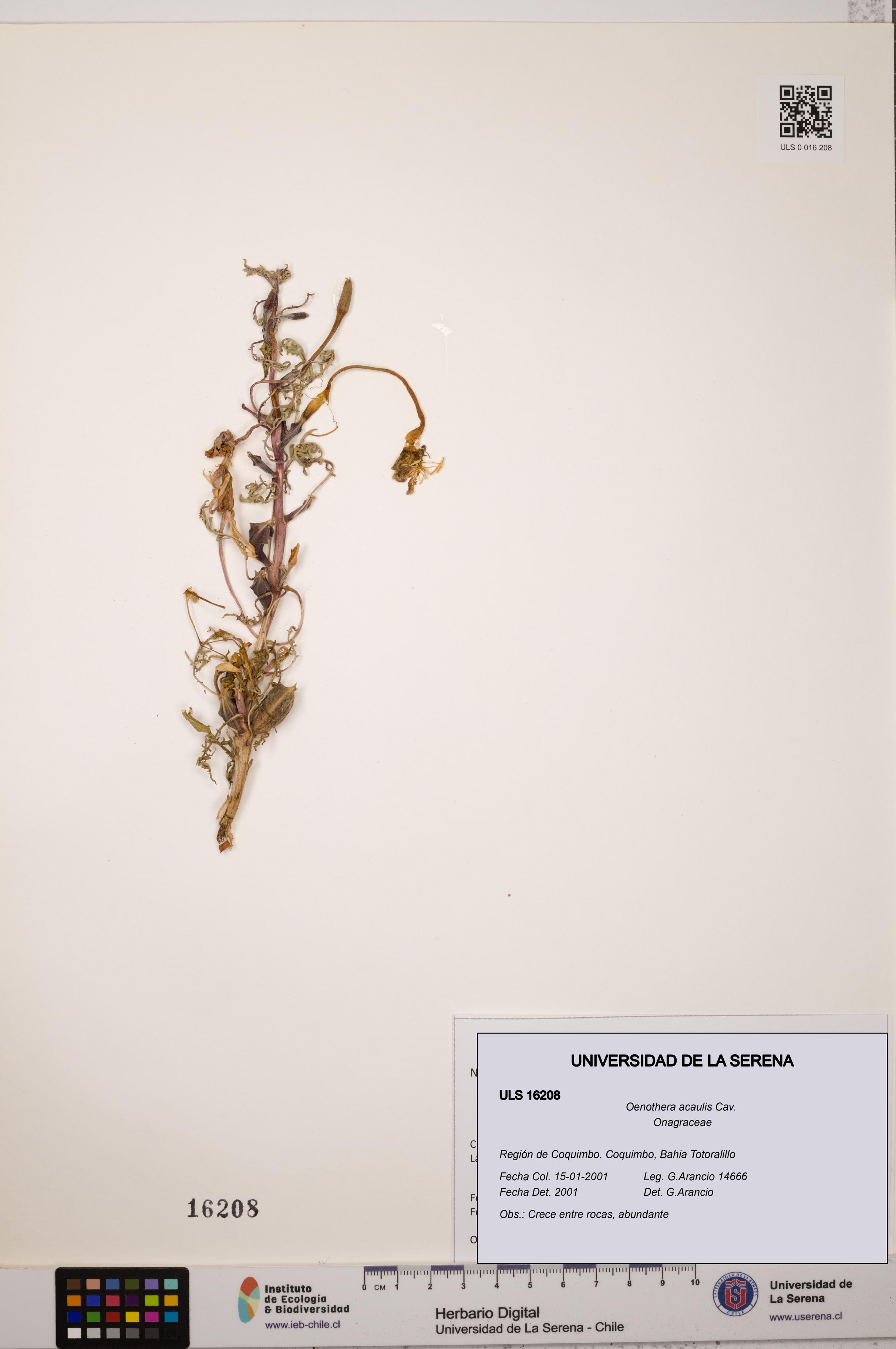 Oenothera acaulis [Espécimen: ULS:ULS:0016208]