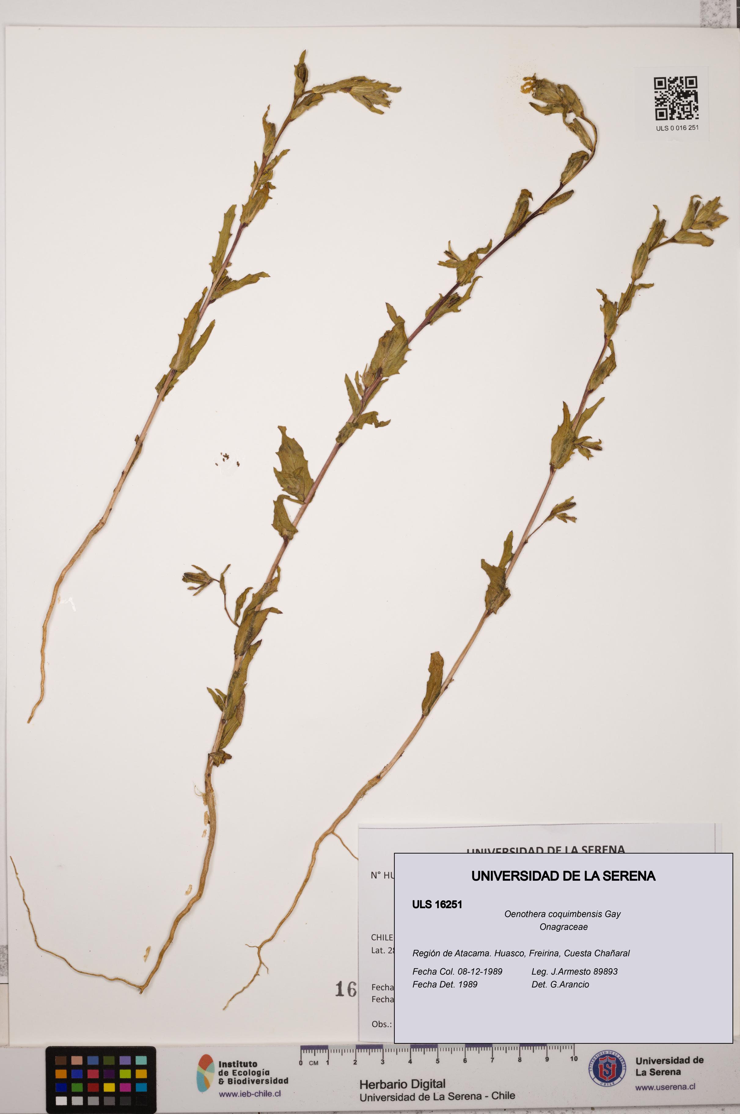 Oenothera coquimbensis [Espécimen: ULS:ULS:0016251]