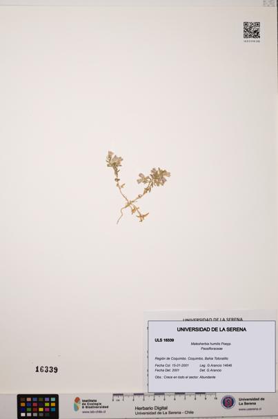 Malesherbia humilis [Espécimen: ULS:ULS:0016339]