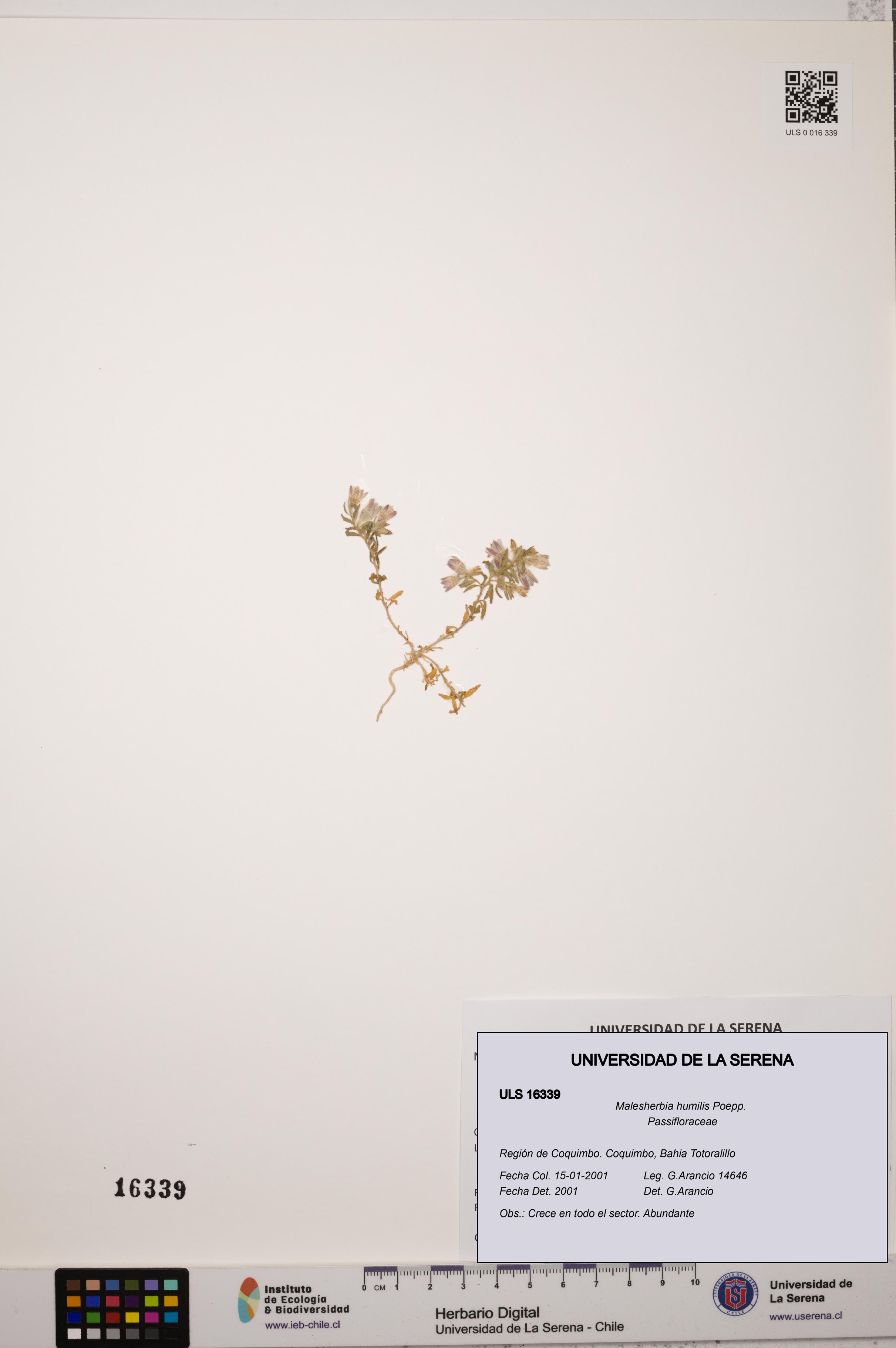 Malesherbia humilis [Espécimen: ULS:ULS:0016339]