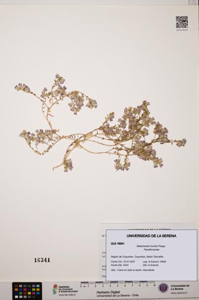 Malesherbia humilis [Espécimen: ULS:ULS:0016341]