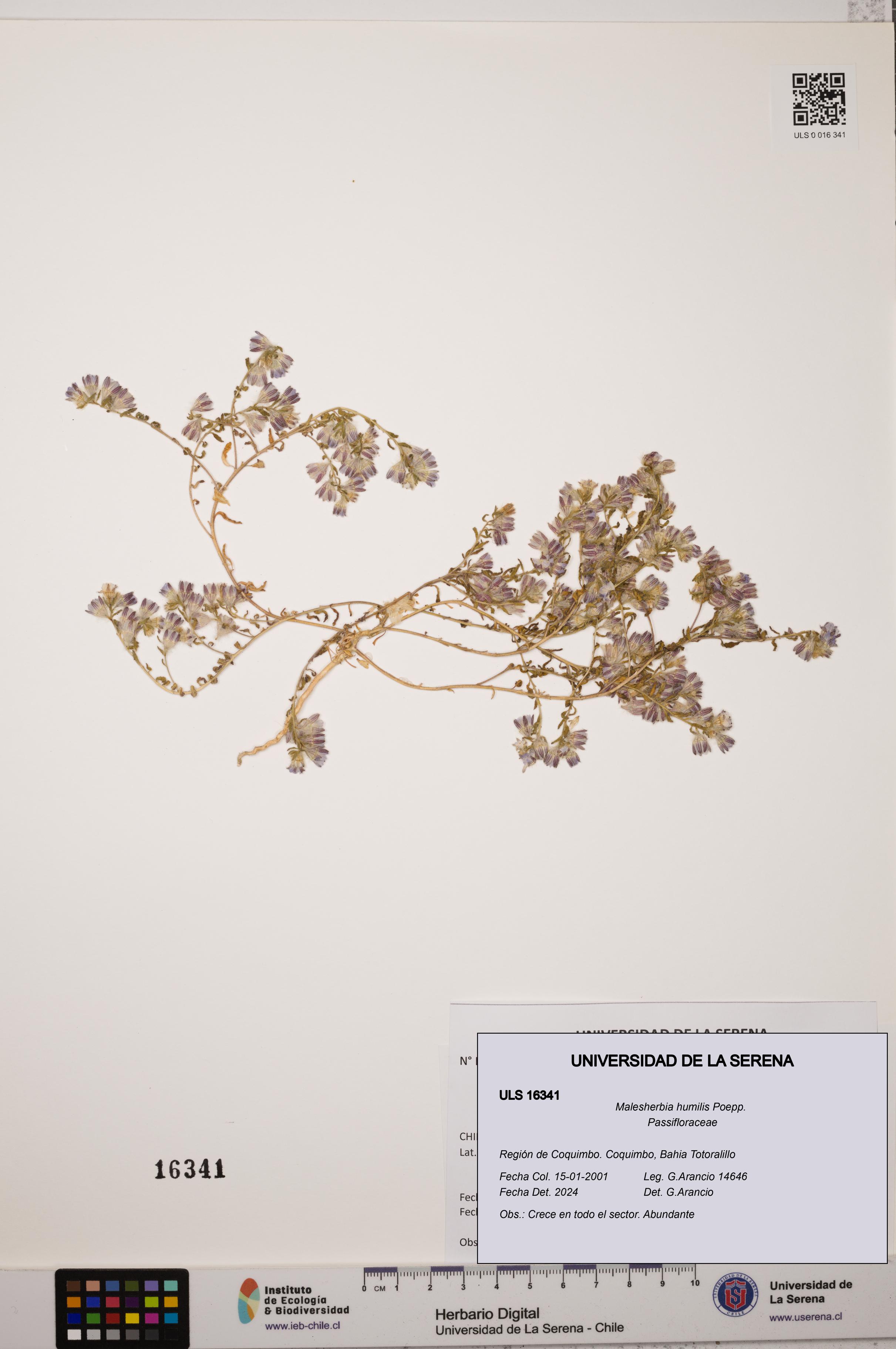 Malesherbia humilis [Espécimen: ULS:ULS:0016341]