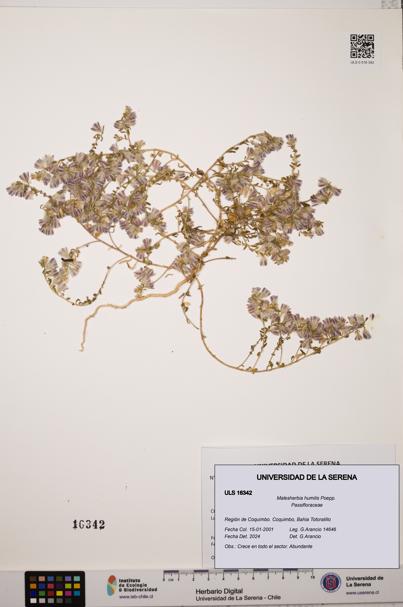 Malesherbia humilis [Espécimen: ULS:ULS:0016342]