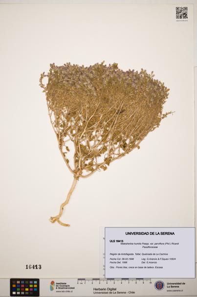Malesherbia humilis var. parviflora [Espécimen: ]