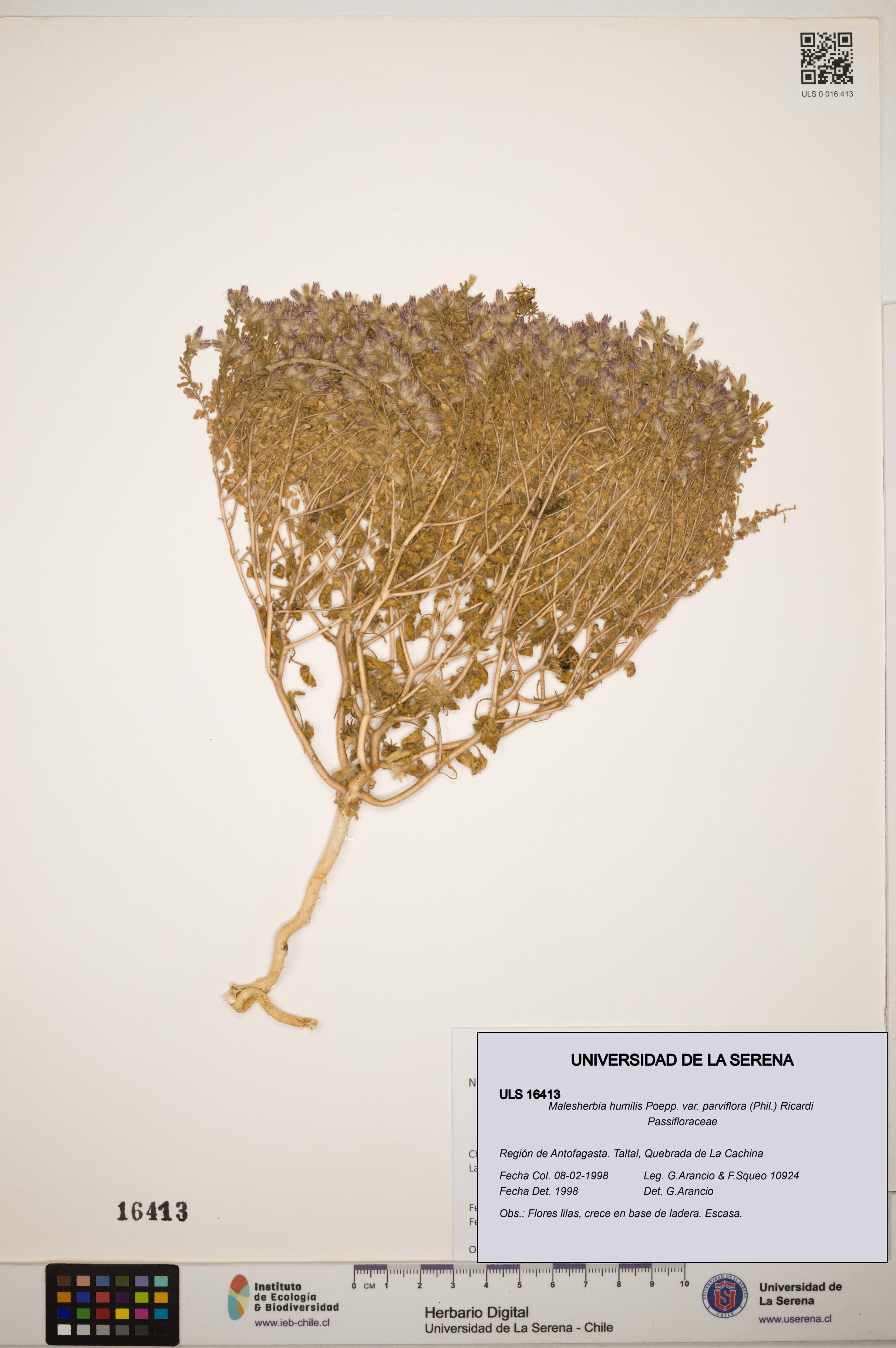 Malesherbia humilis var. parviflora [Espécimen: ]