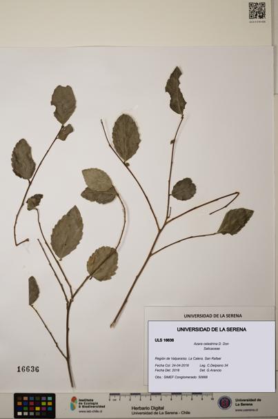 Azara celastrina [Espécimen: ]