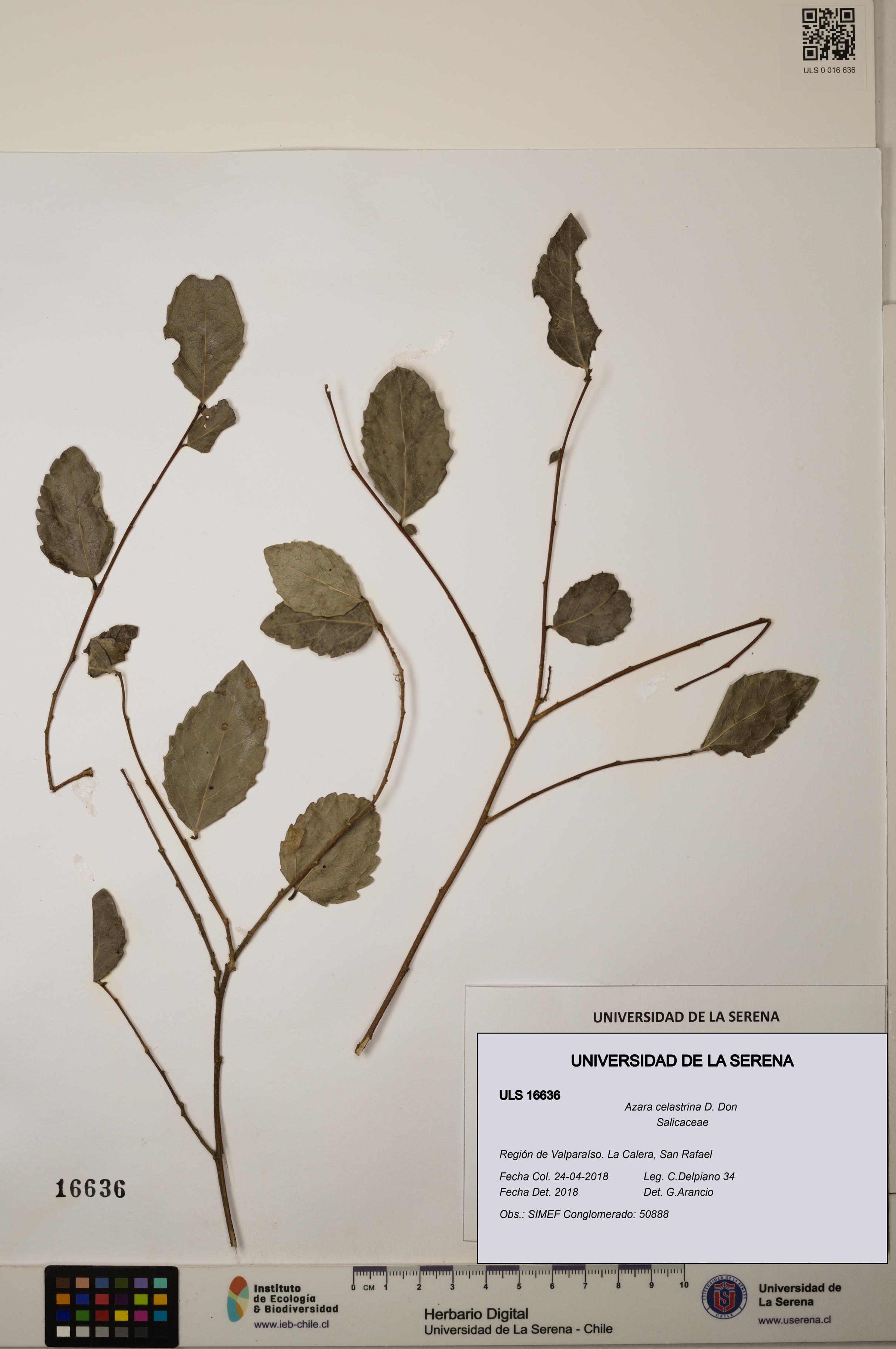 Azara celastrina [Espécimen: ]