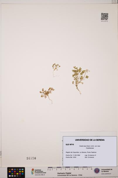 Oxalis laxa var. laxa [Espécimen: ULS:ULS:0016710]