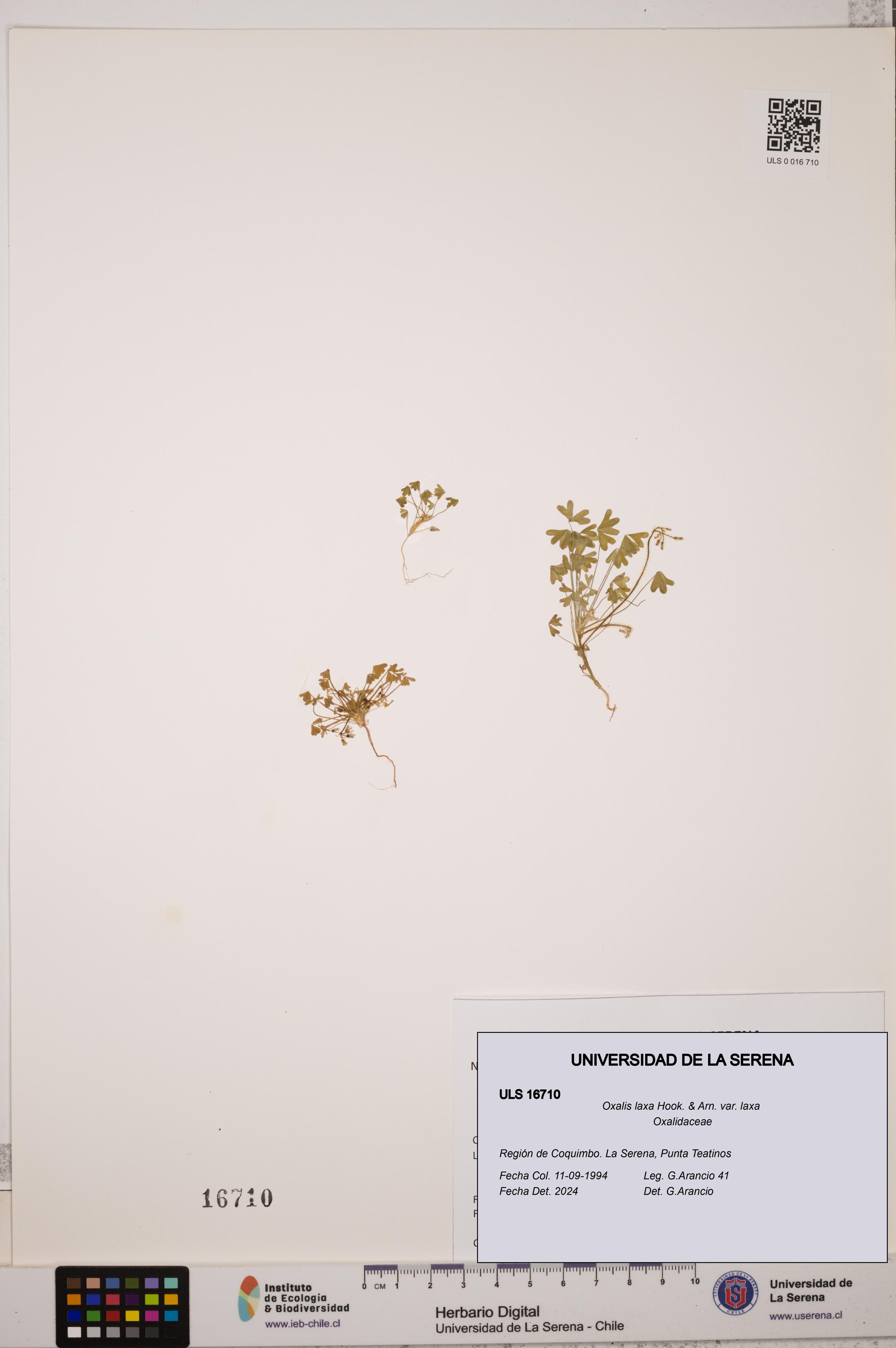 Oxalis laxa var. laxa [Espécimen: ULS:ULS:0016710]