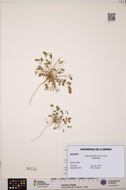 Oxalis laxa var. laxa [Espécimen: ULS:ULS:0016711]