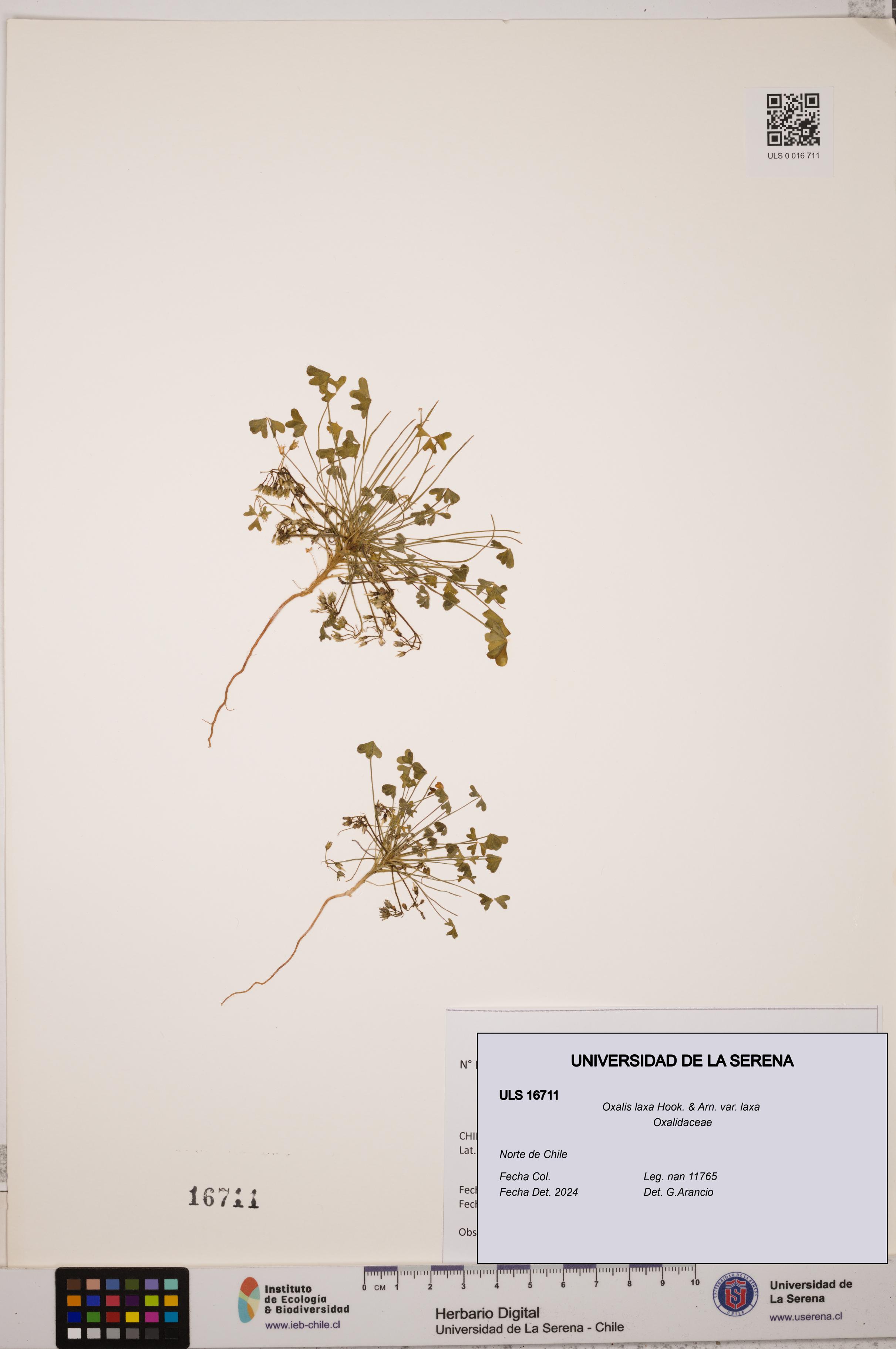 Oxalis laxa var. laxa [Espécimen: ULS:ULS:0016711]