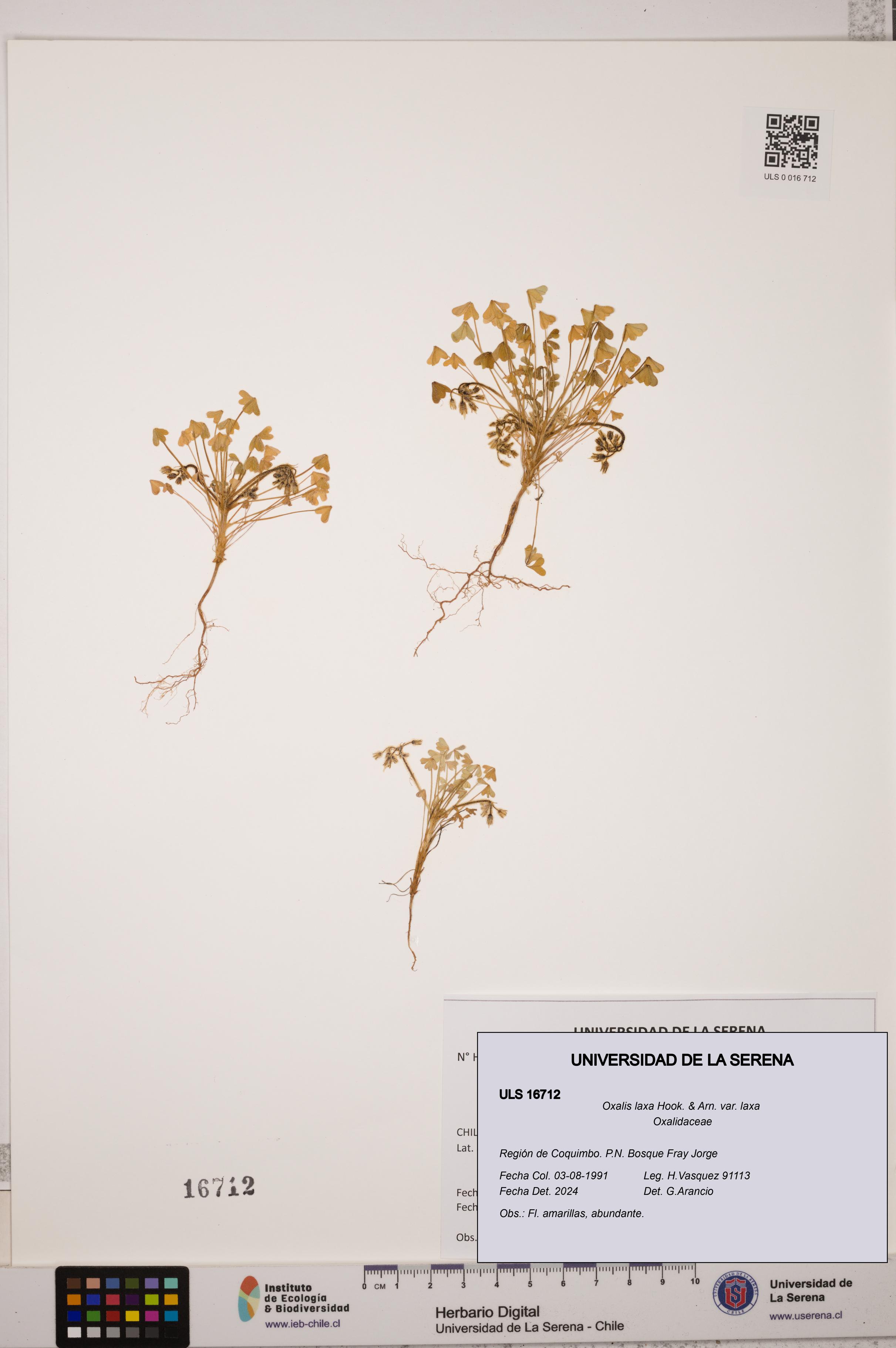 Oxalis laxa var. laxa [Espécimen: ULS:ULS:0016712]