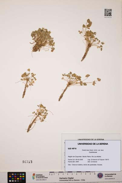 Oxalis laxa var. laxa [Espécimen: ULS:ULS:0016713]