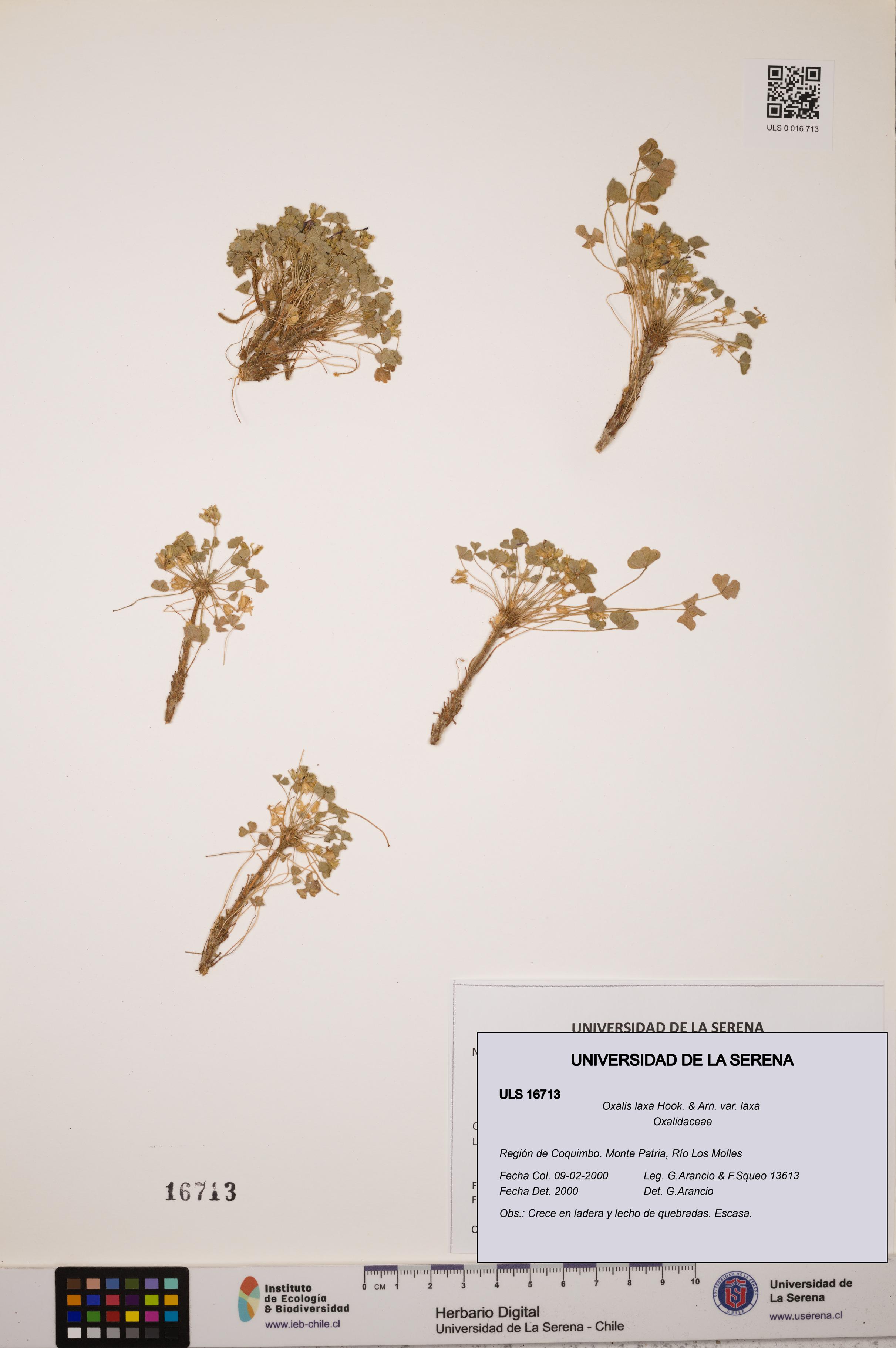 Oxalis laxa var. laxa [Espécimen: ULS:ULS:0016713]