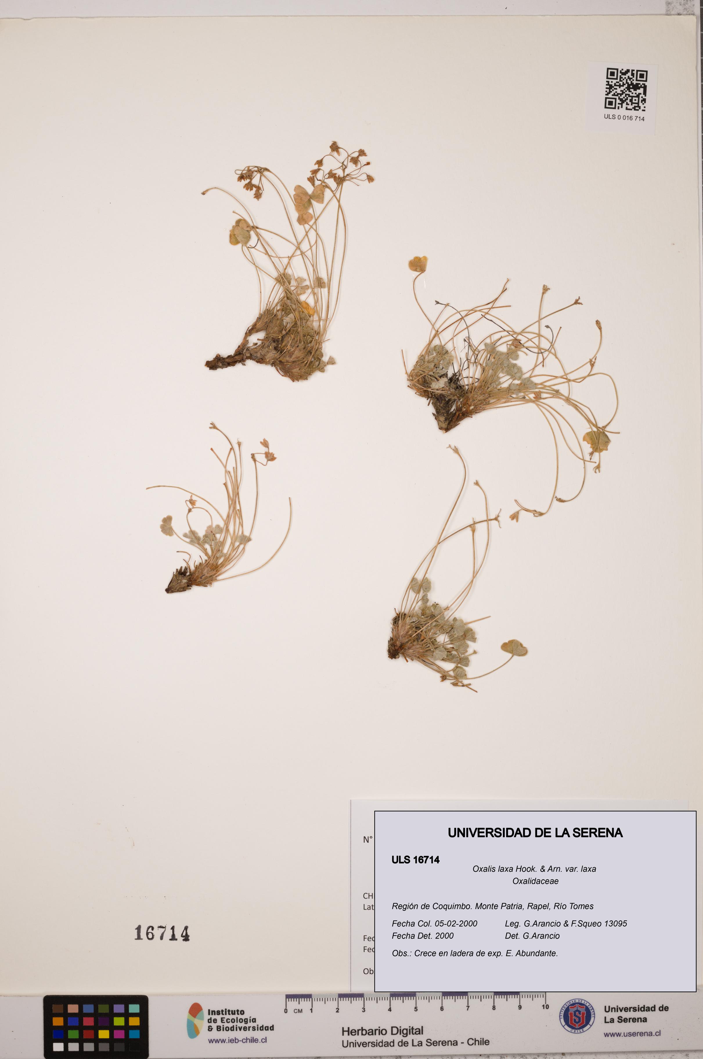 Oxalis laxa var. laxa [Espécimen: ULS:ULS:0016714]