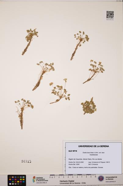 Oxalis laxa var. laxa [Espécimen: ULS:ULS:0016715]