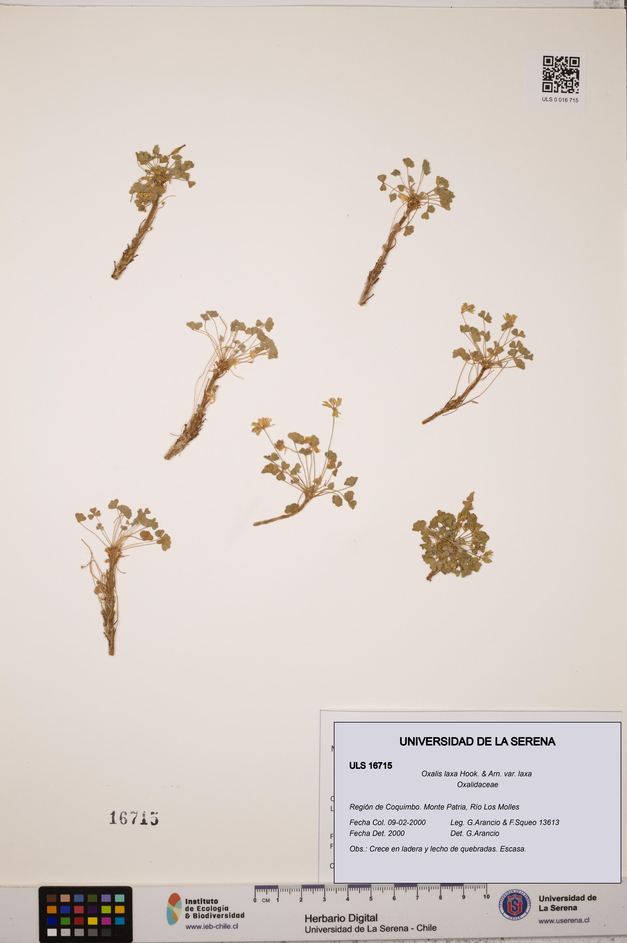 Oxalis laxa var. laxa [Espécimen: ULS:ULS:0016715]
