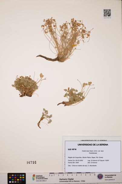 Oxalis laxa var. laxa [Espécimen: ULS:ULS:0016716]