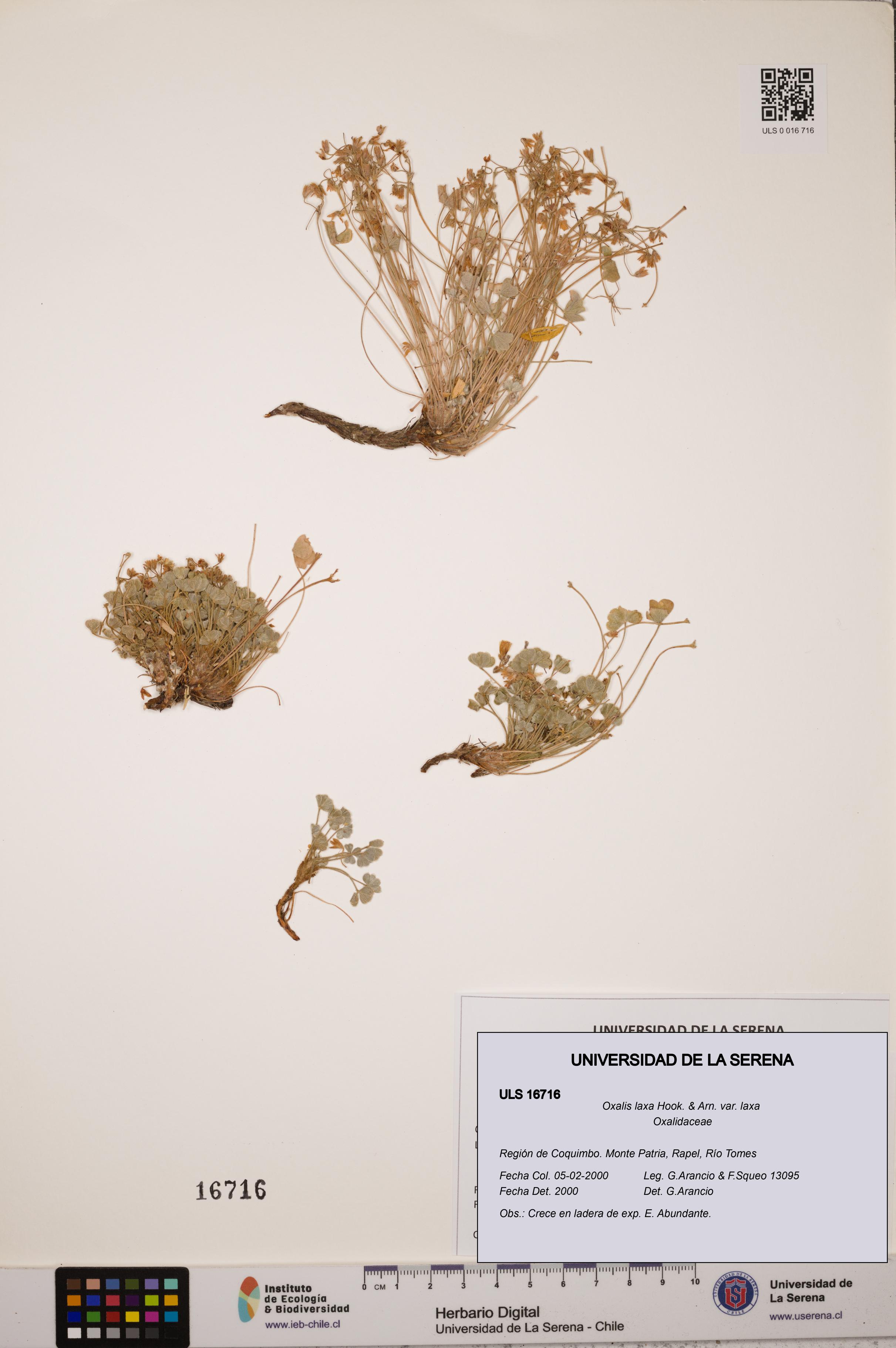 Oxalis laxa var. laxa [Espécimen: ULS:ULS:0016716]