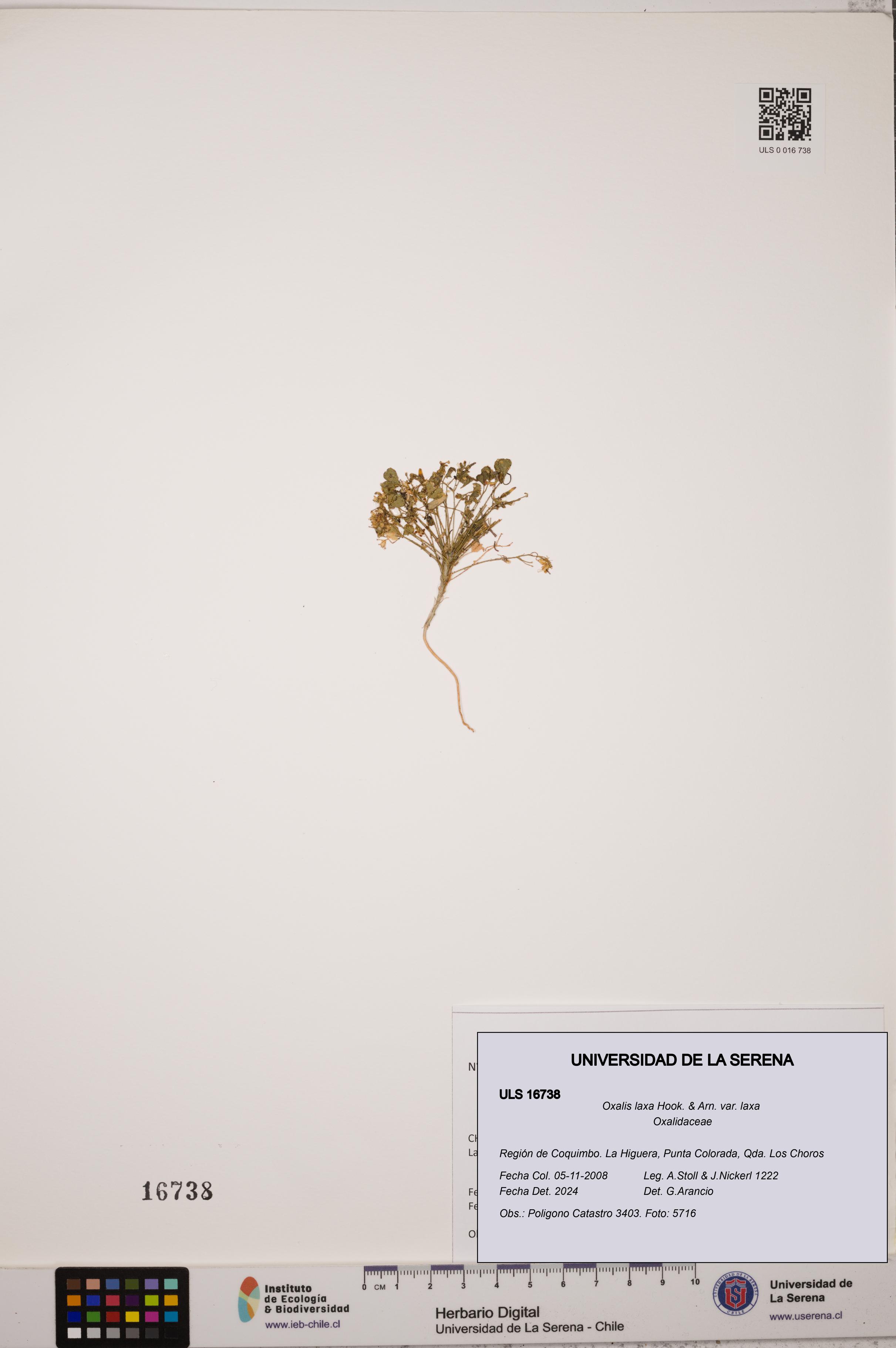 Oxalis laxa var. laxa [Espécimen: ULS:ULS:0016738]