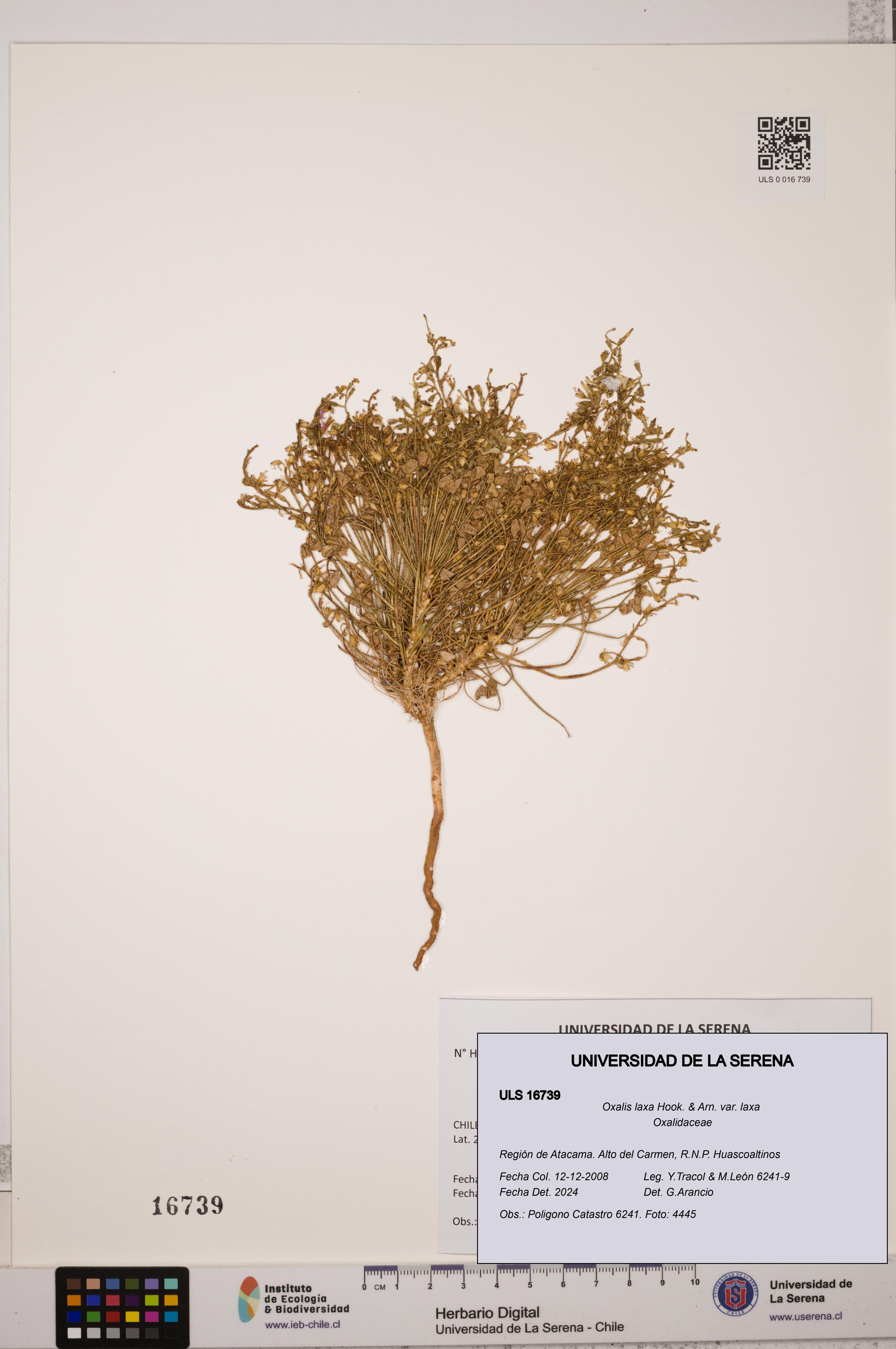 Oxalis laxa var. laxa [Espécimen: ULS:ULS:0016739]