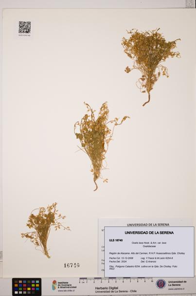 Oxalis laxa var. laxa [Espécimen: ULS:ULS:0016740]