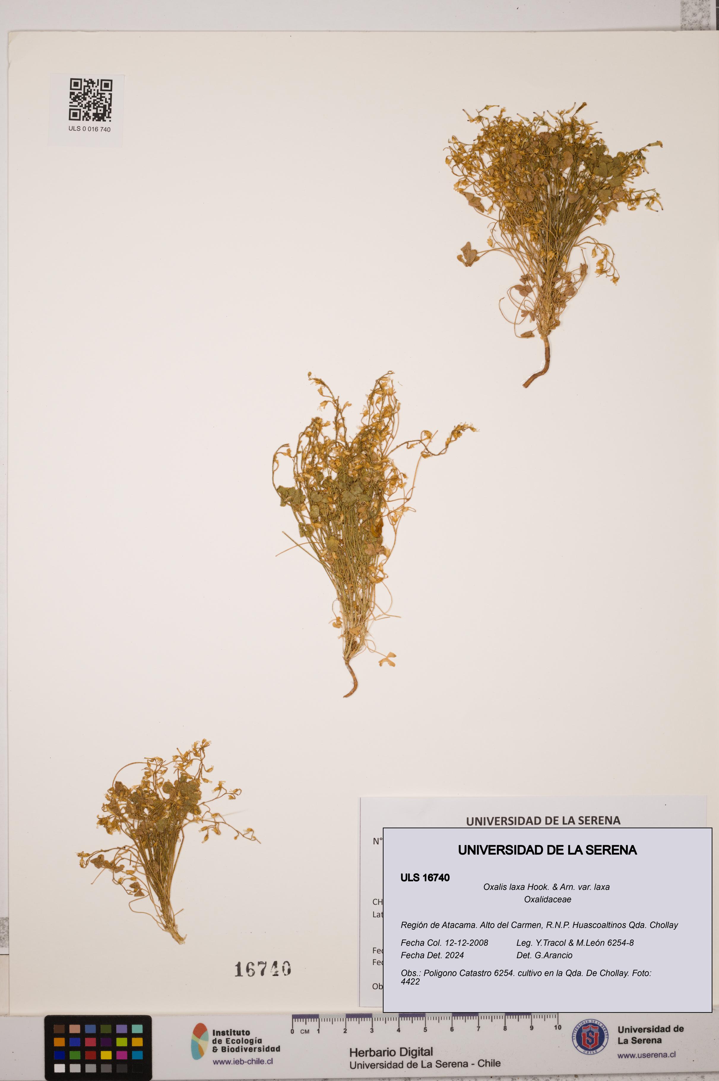 Oxalis laxa var. laxa [Espécimen: ULS:ULS:0016740]