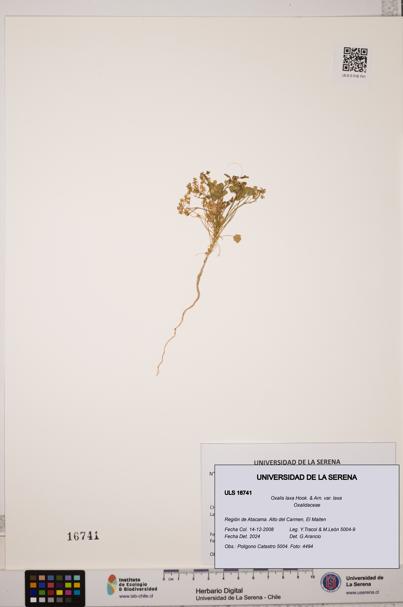 Oxalis laxa var. laxa [Espécimen: ULS:ULS:0016741]