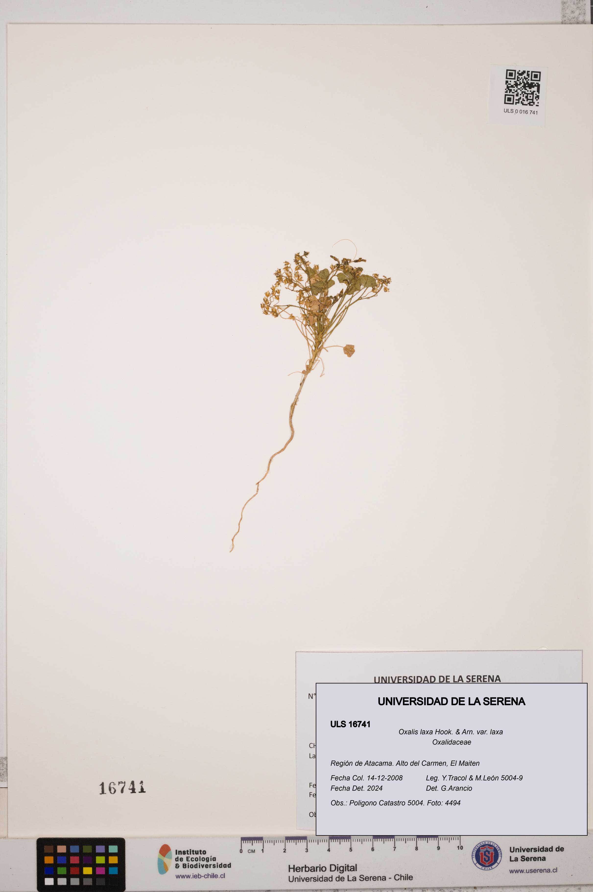 Oxalis laxa var. laxa [Espécimen: ULS:ULS:0016741]