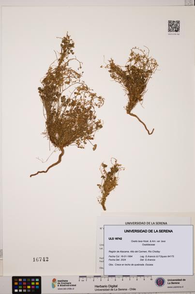 Oxalis laxa var. laxa [Espécimen: ULS:ULS:0016742]