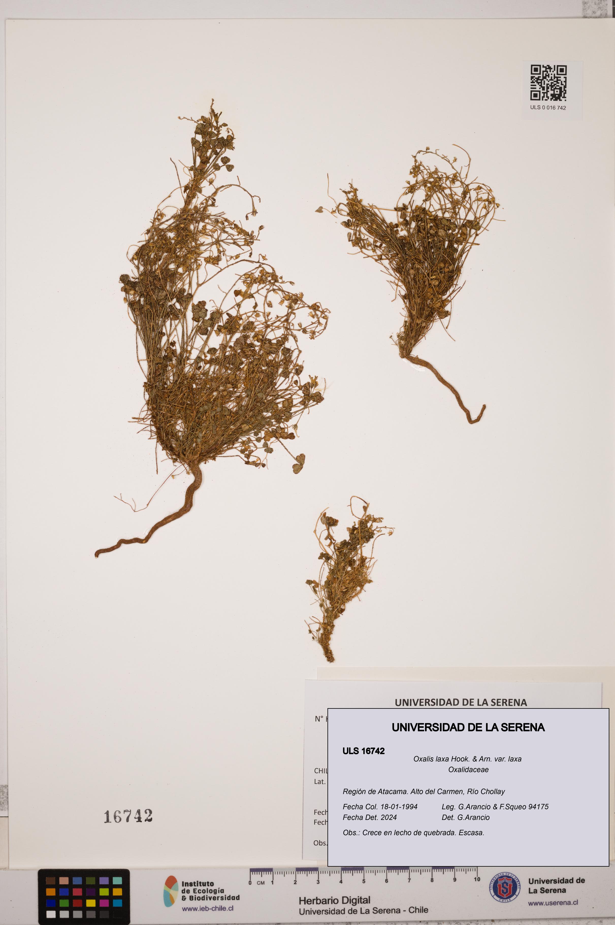 Oxalis laxa var. laxa [Espécimen: ULS:ULS:0016742]