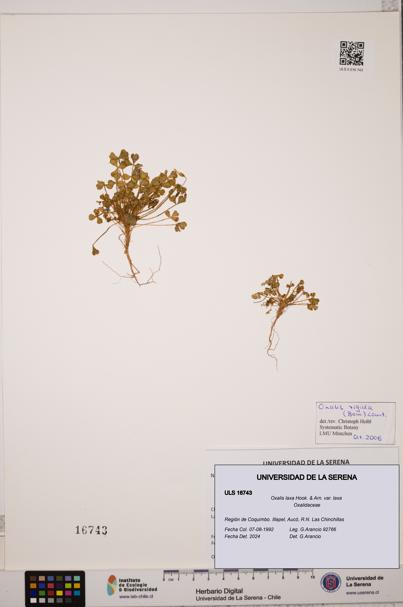 Oxalis laxa var. laxa [Espécimen: ULS:ULS:0016743]