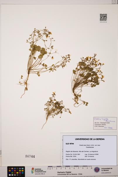 Oxalis laxa var. laxa [Espécimen: ULS:ULS:0016744]