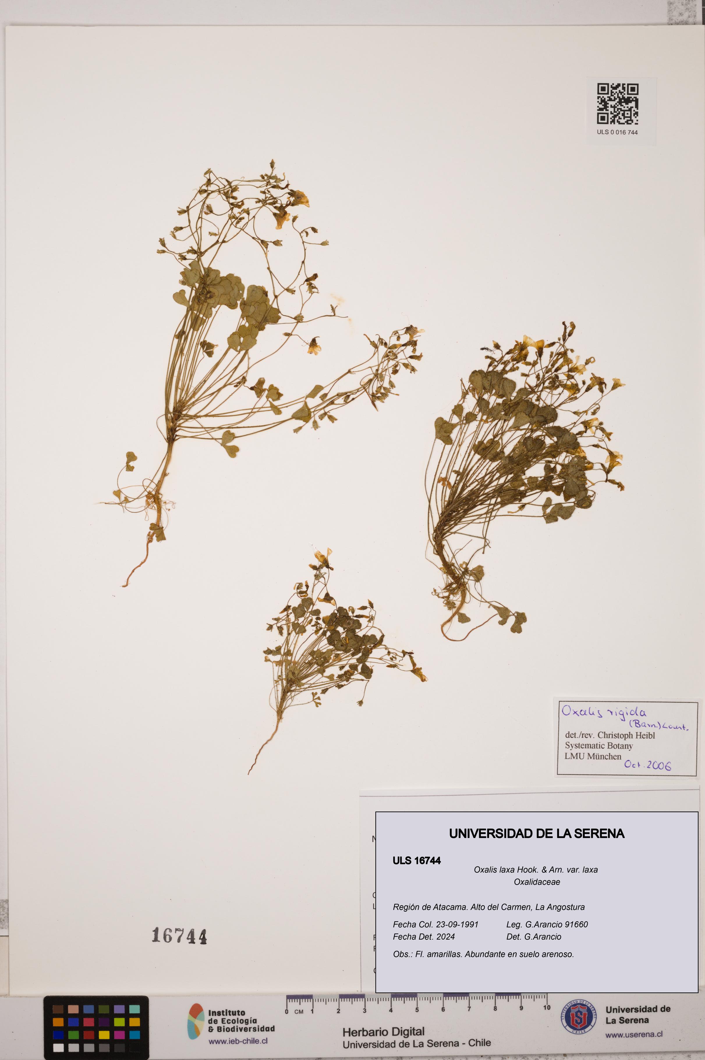 Oxalis laxa var. laxa [Espécimen: ULS:ULS:0016744]