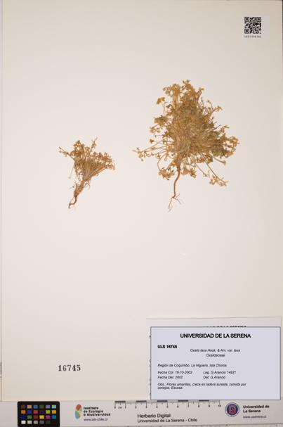 Oxalis laxa var. laxa [Espécimen: ULS:ULS:0016745]