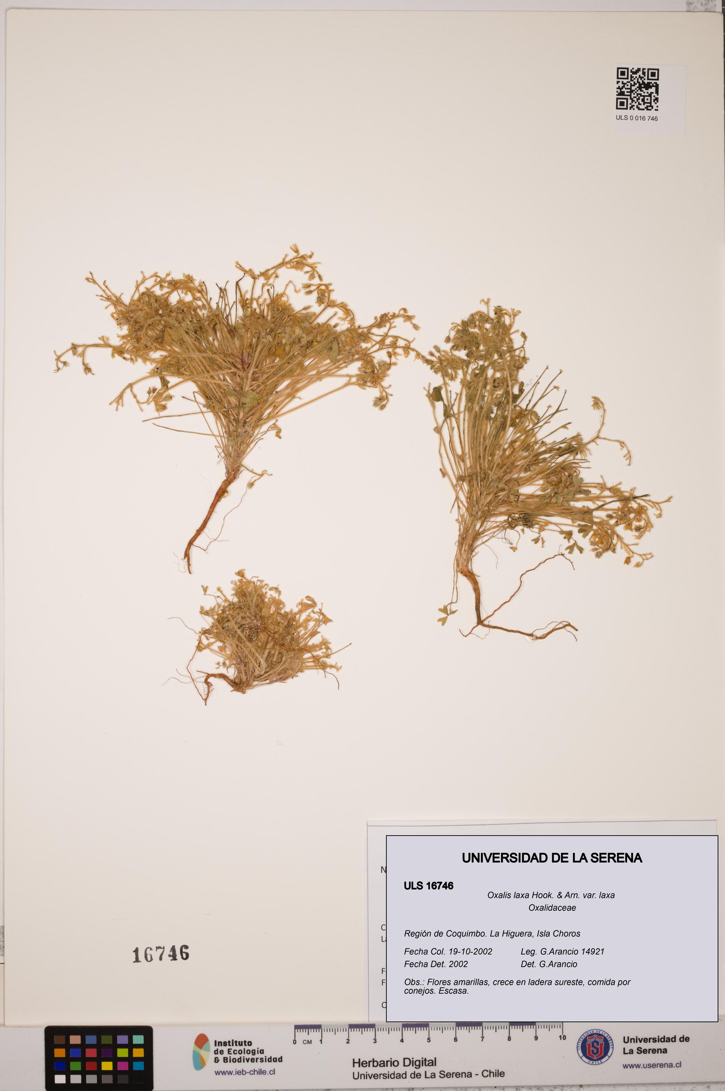 Oxalis laxa var. laxa [Espécimen: ULS:ULS:0016746]