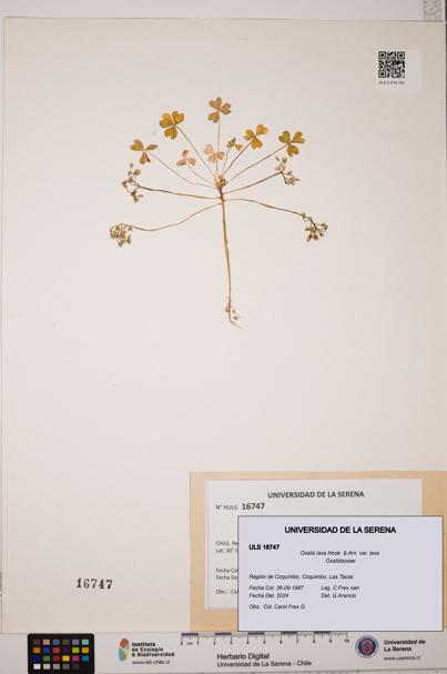 Oxalis laxa var. laxa [Espécimen: ULS:ULS:0016747]