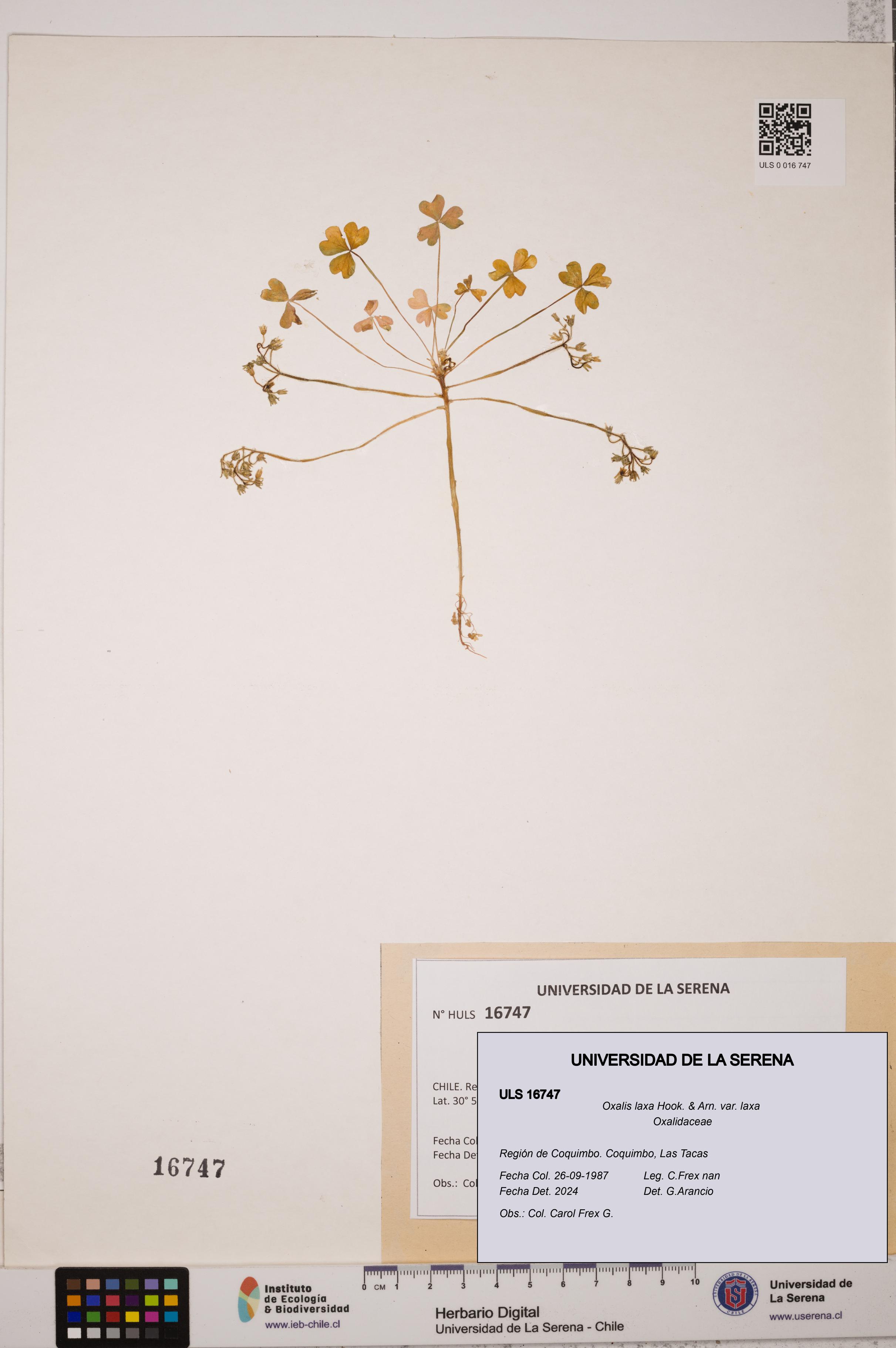 Oxalis laxa var. laxa [Espécimen: ULS:ULS:0016747]