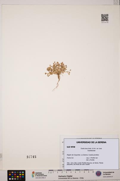 Oxalis laxa var. laxa [Espécimen: ULS:ULS:0016748]