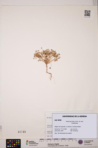 Oxalis laxa var. laxa [Espécimen: ULS:ULS:0016749]