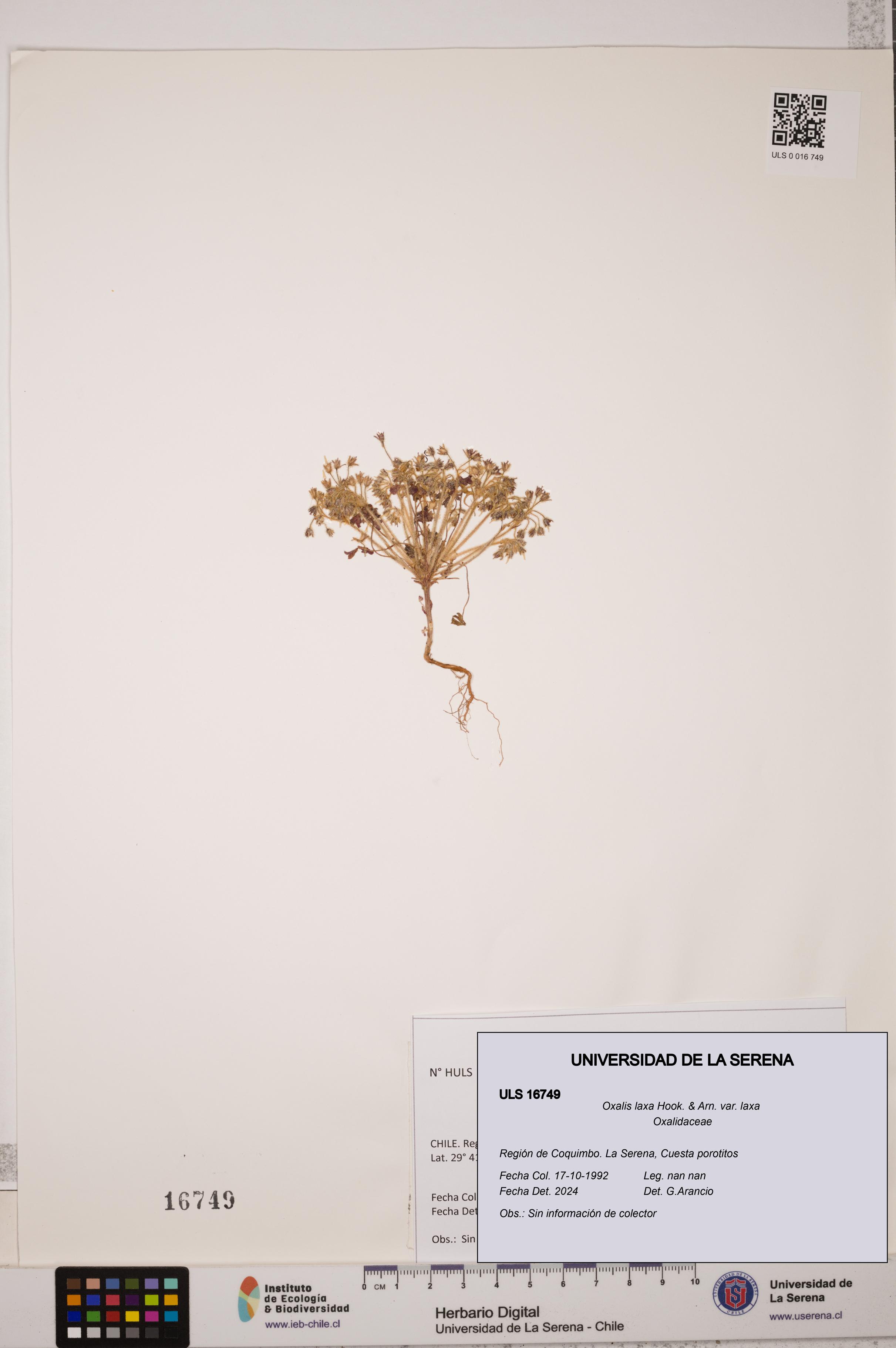 Oxalis laxa var. laxa [Espécimen: ULS:ULS:0016749]