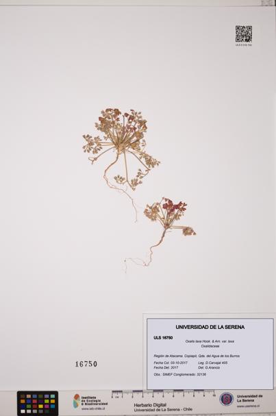 Oxalis laxa var. laxa [Espécimen: ULS:ULS:0016750]