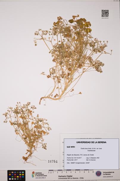 Oxalis laxa var. laxa [Espécimen: ULS:ULS:0016751]
