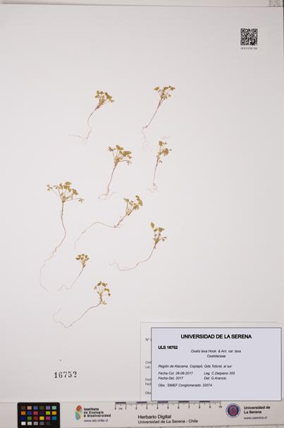 Oxalis laxa var. laxa [Espécimen: ULS:ULS:0016752]