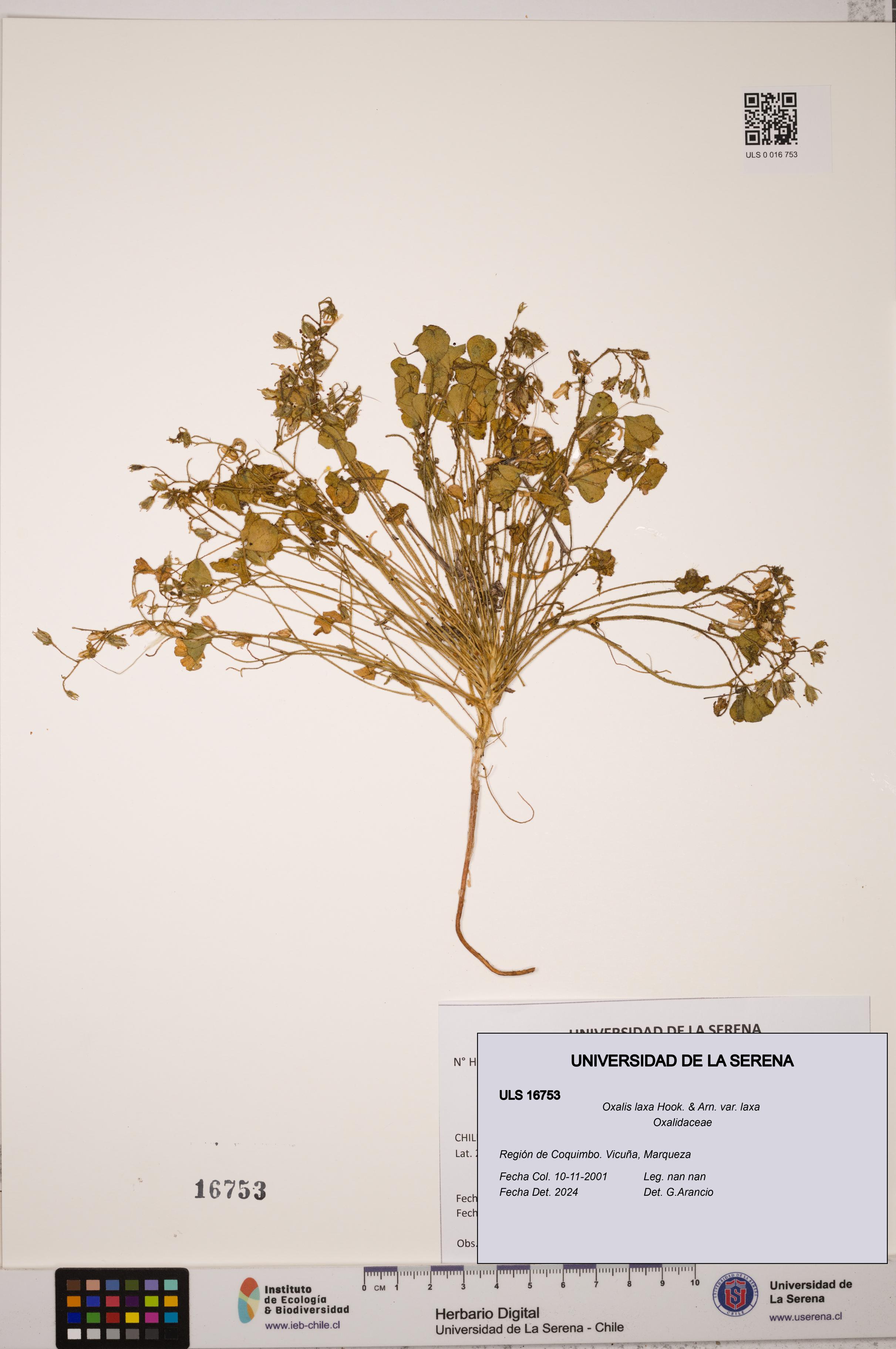 Oxalis laxa var. laxa [Espécimen: ULS:ULS:0016753]