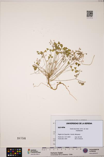 Oxalis laxa var. laxa [Espécimen: ULS:ULS:0016754]